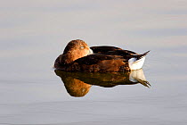 Female Ferruginous duck {Aythya nyroca} resting, Spain.