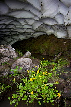 Buttercups {Ranunculus sp.} growing in thawing Ice cave, Picos de Europa, Cantabria, Spain.