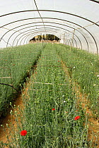 Greenhouse / polytunnel cultivating ornamental cut flowers, carnations,  Spain.