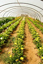 Greenhouse / polytunnel cultivating ornamental cut flowers, Spain.