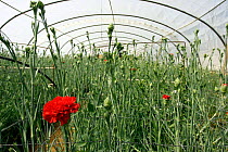 Carnations grown for cut flowers in greenhouse / polytunnel,  Spain.