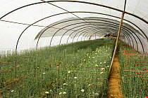 Greenhouse / polytunnel with ornamental flowers, carnations, Spain. Cut flower cultivation