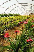 Greenhouse / polytunnel with ornamental flowers, Gerbera, Spain. Cut flower cultivation
