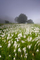 Arty-shot of Cotton grass blowing in wind, in a meadow, Picos de Europa, Spain.