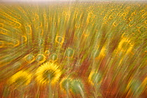 Abstract arty-shot of Sunflowers {Helianthus} in meadow, Spain.