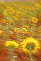 Abstract arty-shot of Sunflowers {Helianthus} in meadow, Spain.