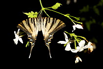 Scarce swallowtail butterfly {Iphiclides podalirius} resting on branch with flowers, Spain.