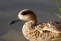 Marbled teal duck {Marmaronetta angustirrostris} head profile, Spain.