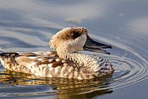 Marbled teal duck {Marmaronetta angustirrostris} profile, Spain.