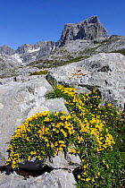 Alpine landscape with Small flowered gorse (Ulex parviflora)  flowering, Picos de Europa, Spain.