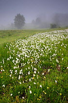 Cotton grass (Eriophorum sp) flowering in a meadow, Picos de Europa, Spain