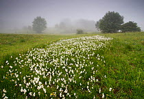 Cotton grass (Eriophorum sp) flowering in a meadow, Picos de Europa, Spain