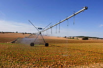 Irrigation sprinkler on a cereal field, Spain.