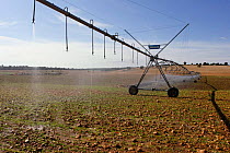 Irrigation sprinkler on a cereals field, Spain.