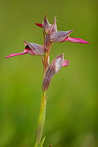 Tongue orchid {Serapias lingua} Spain.