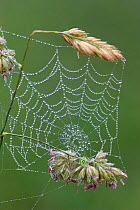 Dew covered Spider's web, Spain.