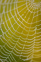 Dew drops on Spider's web, Spain. Abstract
