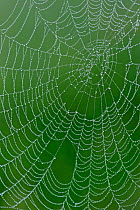 Dew drops on Spider's web, Spain. Orb web