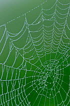 Dew drops on Spider's web, Spain.