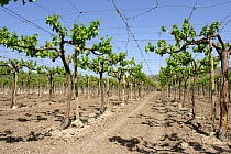 Grape vineyard {Vitis vitifera} with vines trained over wires, Spain.