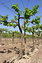 Grape vineyard {Vitis vitifera} with Vines trained over wires, Spain.