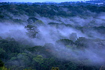 Mist over rainforest at Wong Wongue Presidential Reserve, Gabon, Central Africa.