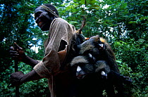 White nosed guenon monkeys (Cercopithecus nictitans) hunted for bushmeat, Central Africa. Modern hunting techniques mean that entire troops of primates can be wiped out in a matter of hours.