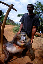 Female mandrill (Mandrillus sphinx) hunted for bushmeat, Central Africa. Mandrills travel in social groups, making it easy for hunters to kill entire troops.