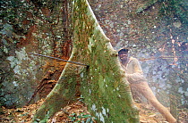 Logger felling massive tree for timber trade in Central Africa.