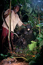 Western lowland gorilla family {Gorilla g. gorilla), shot for bushmeat, Central Africa.