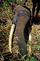 Head of African elephant (Loxodonta africana), killed for bushmeat, Central Africa.