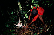 Hunter removing snare victim (duiker?) for sale as bushmeat, Central Africa. Snaring is indiscriminate, killing endangered as well as common species. Many victims are lost to scavengers, insects or ro...