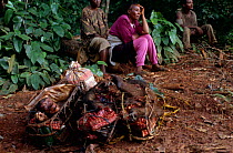 Women at logging camp with butchered chimpanzee carcasses, Central Africa. The meat will be transported via logging trucks into towns and cities where it will be sold at a premium.