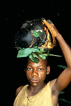Ba'Aka pygmy carrying the head of a gorilla killed for bushmeat, Central Africa.