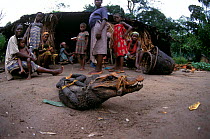 Family watch as crocodile lies tied and helpless ready for the market, for sale as bushmeat, Central Africa. Crocodiles are transported alive, often for weeks without food or water, and sold fresh in...