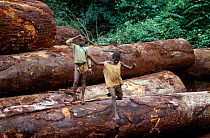 Children playing among felled timber logs, Central Africa.