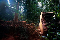 Logging in tropical rainforest, Central Africa.