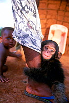 Pet baby chimpanzee (Pan troglodytes) clinging to  owner's leg, Central Africa. Chimpanzees have become a status symbol in some regions of Africa.
