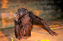 Chained, captive chimpanzee (Pan troglodytes) smoking a cigarette. Luna Park holiday resort, Yaounde, Cameroon.