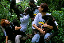 Bonobo orphans (Pan paniscus) at Lola ya Bonobo sanctuary, Democratic Republic of Congo. Several ape santuaries exist throughout Africa but most are full and cannot accept newcomers.