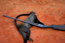 White nosed guenon hunted with rifle for bushmeat, South east Cameroon, Central Africa. Firearms have been ubiquitous in forests since colonial times and have greatly improved hunting success, particu...