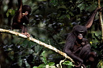 Bonobo (Pan paniscus) mother and baby, Democratic republic of Congo, Central Africa.