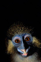 Moustached monkey portrait (Cercopithecus cephus), Central Africa.