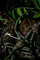 Potto (Perodicticus potto) hidden among vegetation, Central Africa.