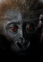 Baby Western lowland gorilla (Gorilla g gorilla) head portrait - victim of the illegal bushmeat and pet trade, Pointe Nior, Democratic Republic of Congo. After shooting an adult gorilla, bushmeat hunt...