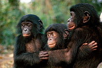 Three young bonobos grooming (Pan pansicus) in sanctuary, Central Africa.