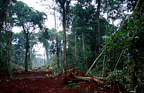 Logging road in Central African rainforest. Roads progress two kilometers a day into previously remote areas of forest, exposing wildlife and indigenous people to a corrupt and greedy industry.