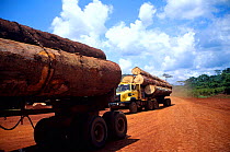 Tropical rainforest timber transported on logging trucks to the local seaport. Drivers are paid per trip and therefore have an incentive to ignore traffic and safety rules.