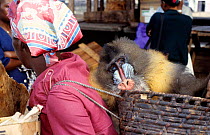 Dead Male mandrill (Mandrillus sphinx) in shopping basket, hunted and sold for bush meat, Central Africa.