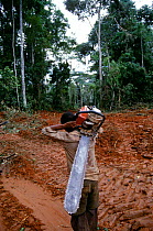Logger with chainsaw in clear-cut rainforest, Central Africa. Local communities suffer from the loss of their natural heritage, yet they are often employed as labourers, thereby damaging their own pro...